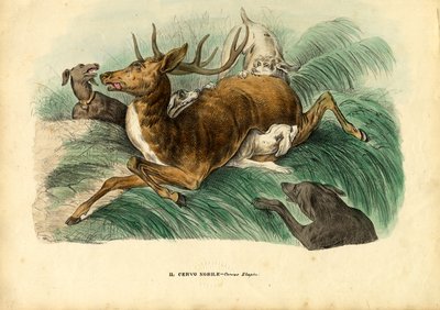 Cervo rosso, 1863-79 da Raimundo Petraroja